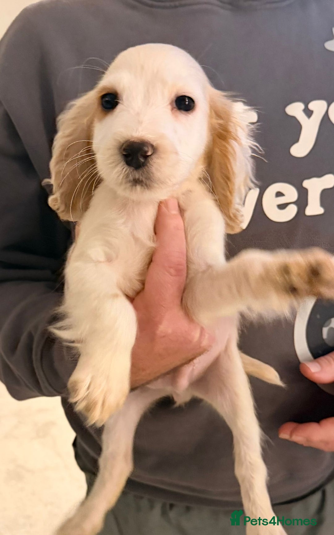 Cocker Spaniel dogs for sale: Ready now - Gorgeous Cocker Pups £725 - Advert 4