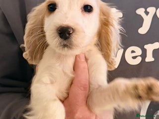 Cocker Spaniel dogs Ready now - Gorgeous Cocker Pups £695 - Advert 18