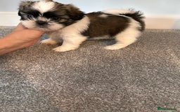 Shih Tzu dogs for sale: 5 gorgeous Shih Tzu puppies - Image 4