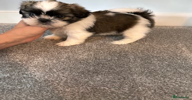 Shih Tzu dogs 2 Shih Tzu puppies ready for their forever home - Advert 2