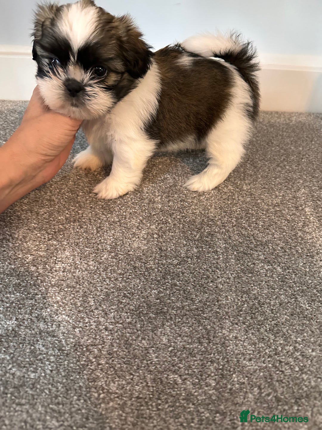 Shih Tzu dogs for sale: 5 gorgeous Shih Tzu puppies - Image 4