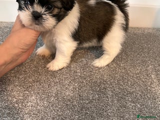 Shih Tzu dogs - Advert 12