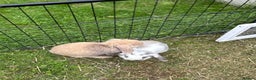 Mini Lop rabbits for sale: Mini lops for sale, 8 month old. - Advert 3