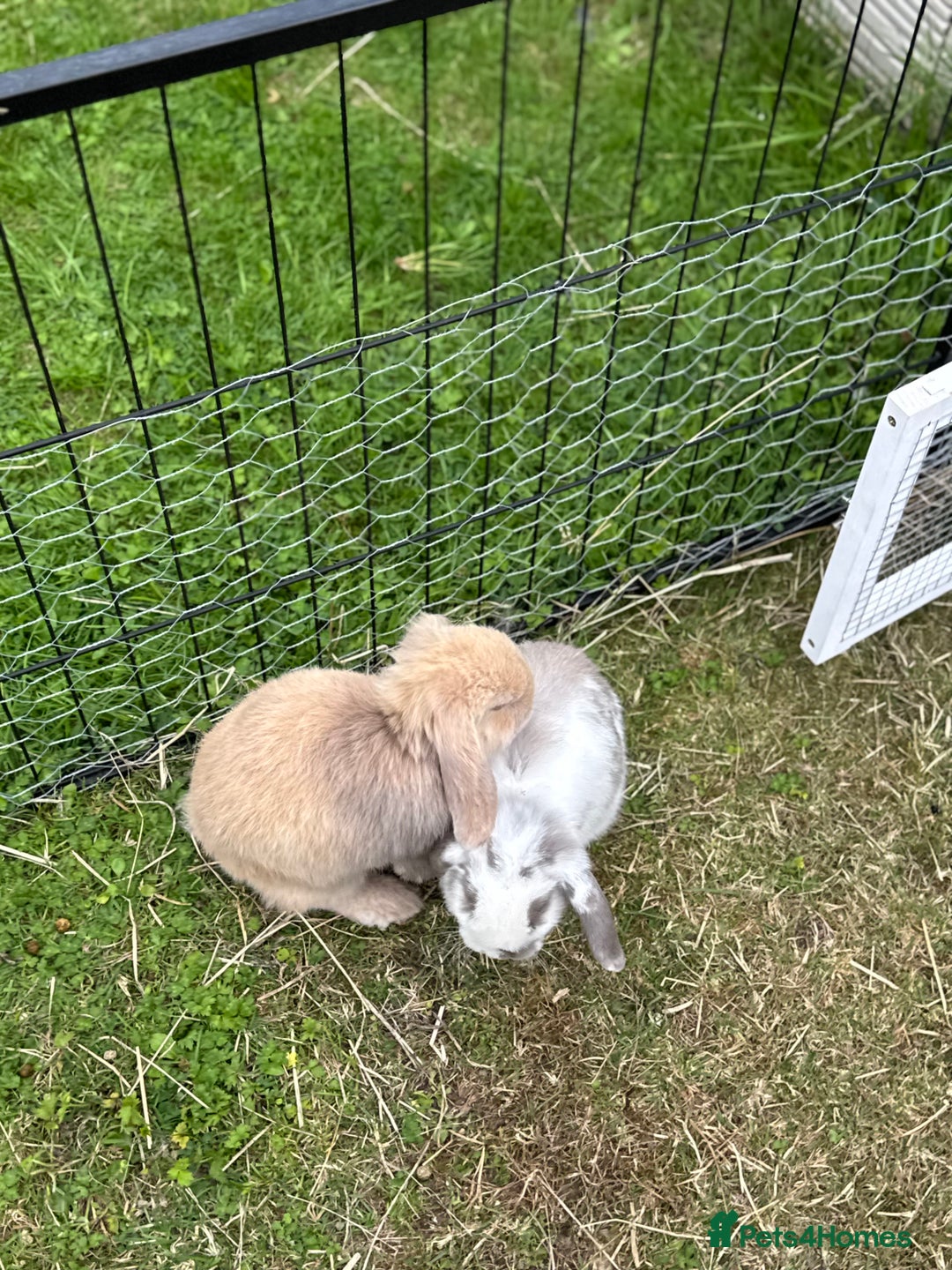 Mini Lop rabbits for sale: Mini lops for sale, 8 month old. - Advert 3