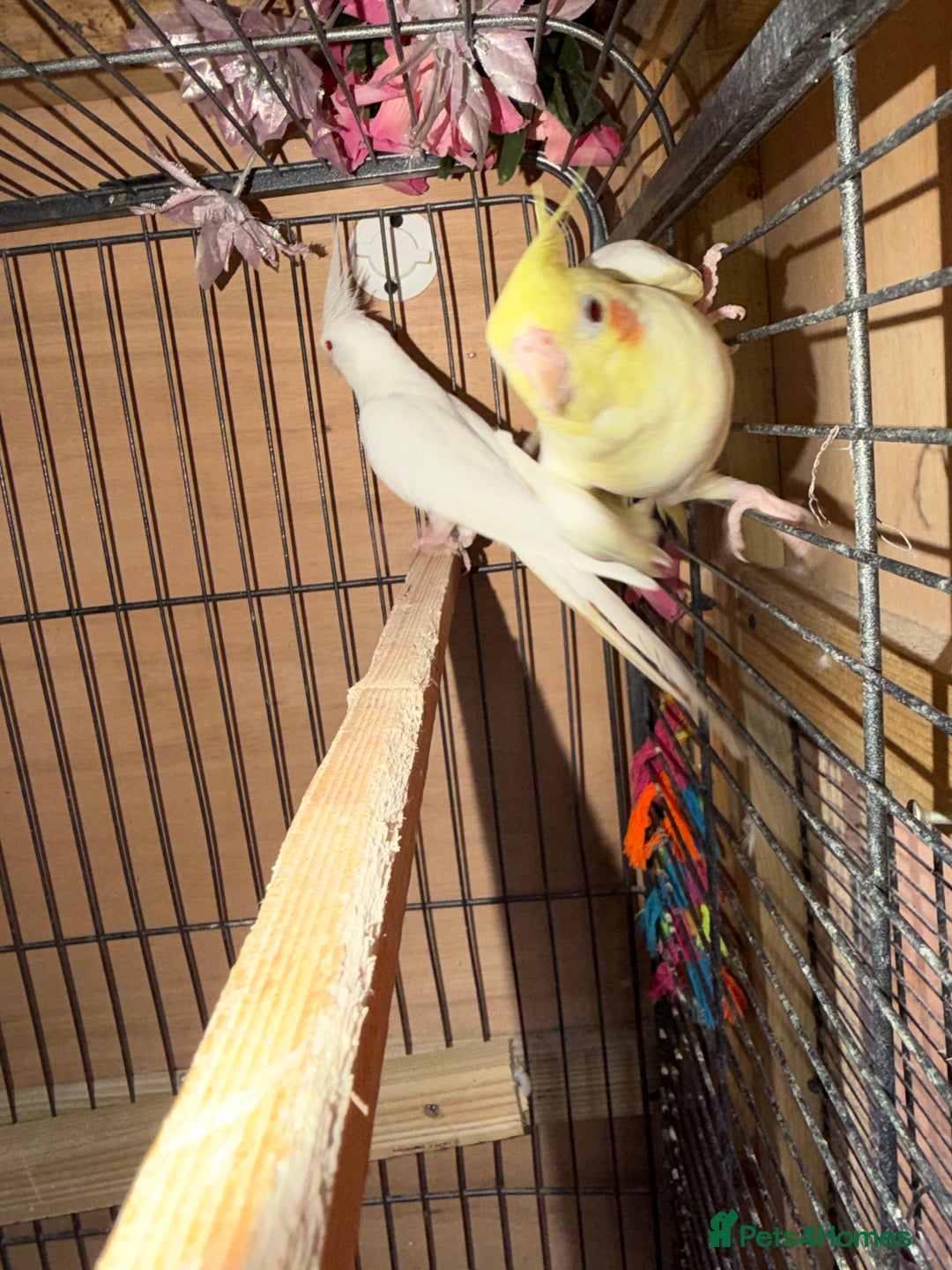 Cockatiels birds for sale: Pair cockatiel - Advert 16