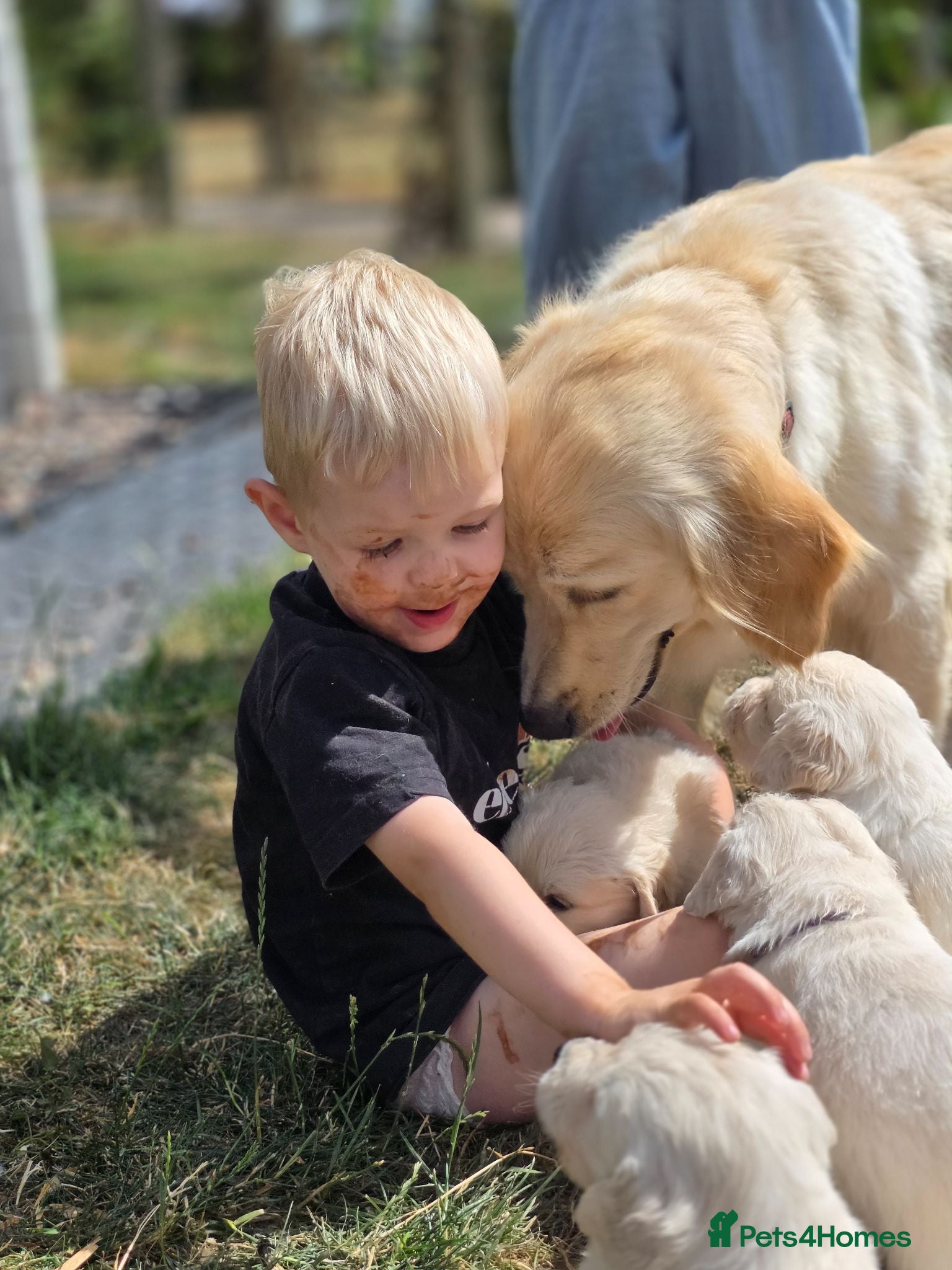 Golden Retriever dogs Gorgeous KC registered puppies for sale - Advert 1