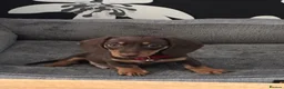 Miniature Dachshund dogs for sale: Miniature dachshund boy - Advert 20