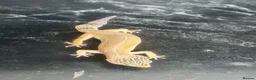 Leopard Gecko reptiles for sale: Female Leopard gecko  - Advert 4
