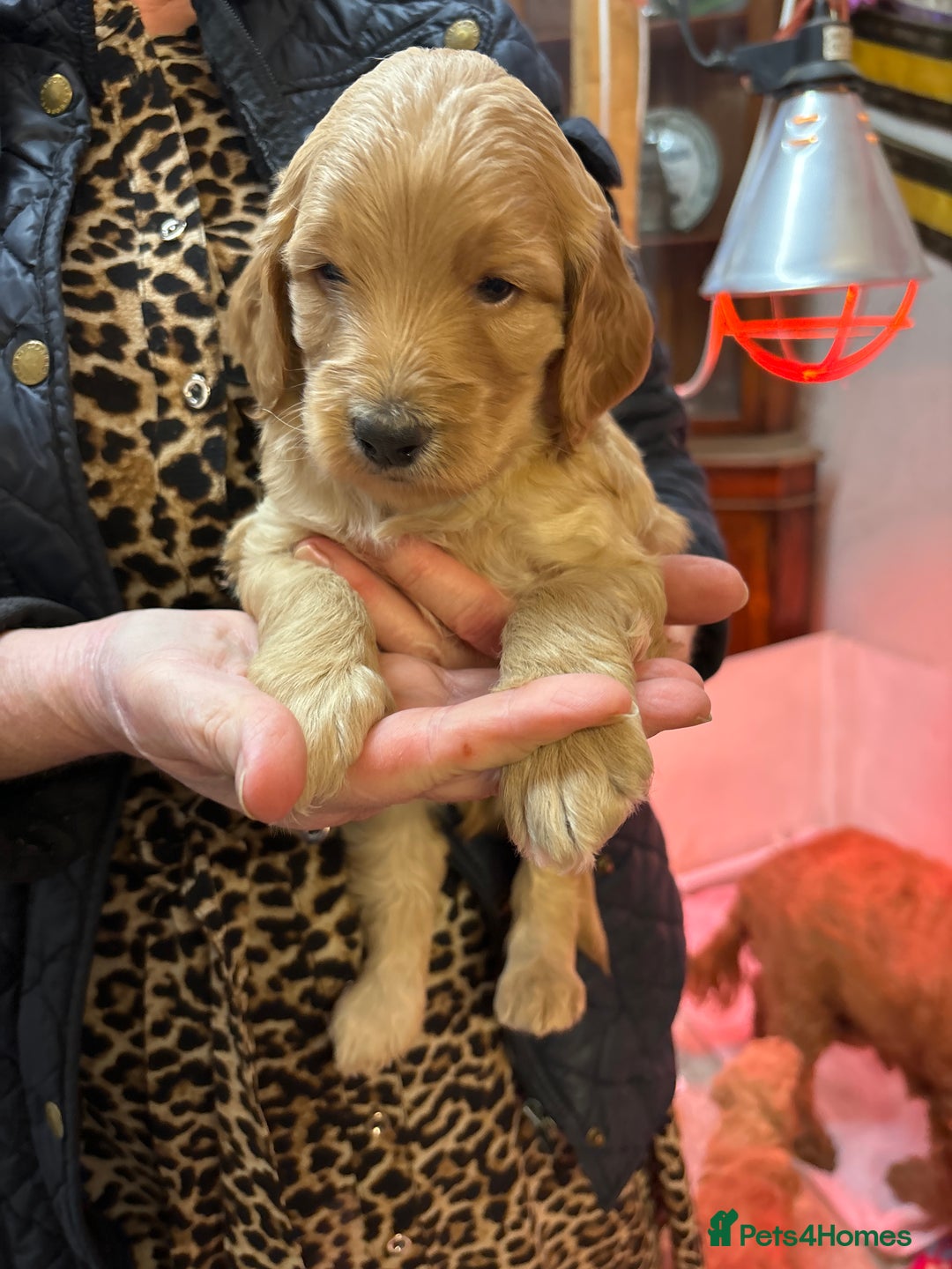 Cockapoo dogs for sale: Stunning Cockerpoo puppies - Image 1
