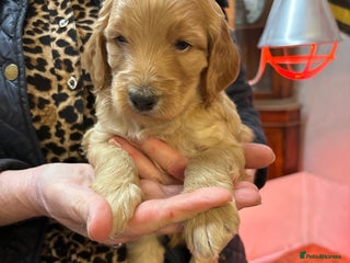 Cockapoo dogs for sale - Advert 1