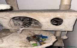 British Shorthair cats for sale: Silver Tabby British Shorthair - Image 2
