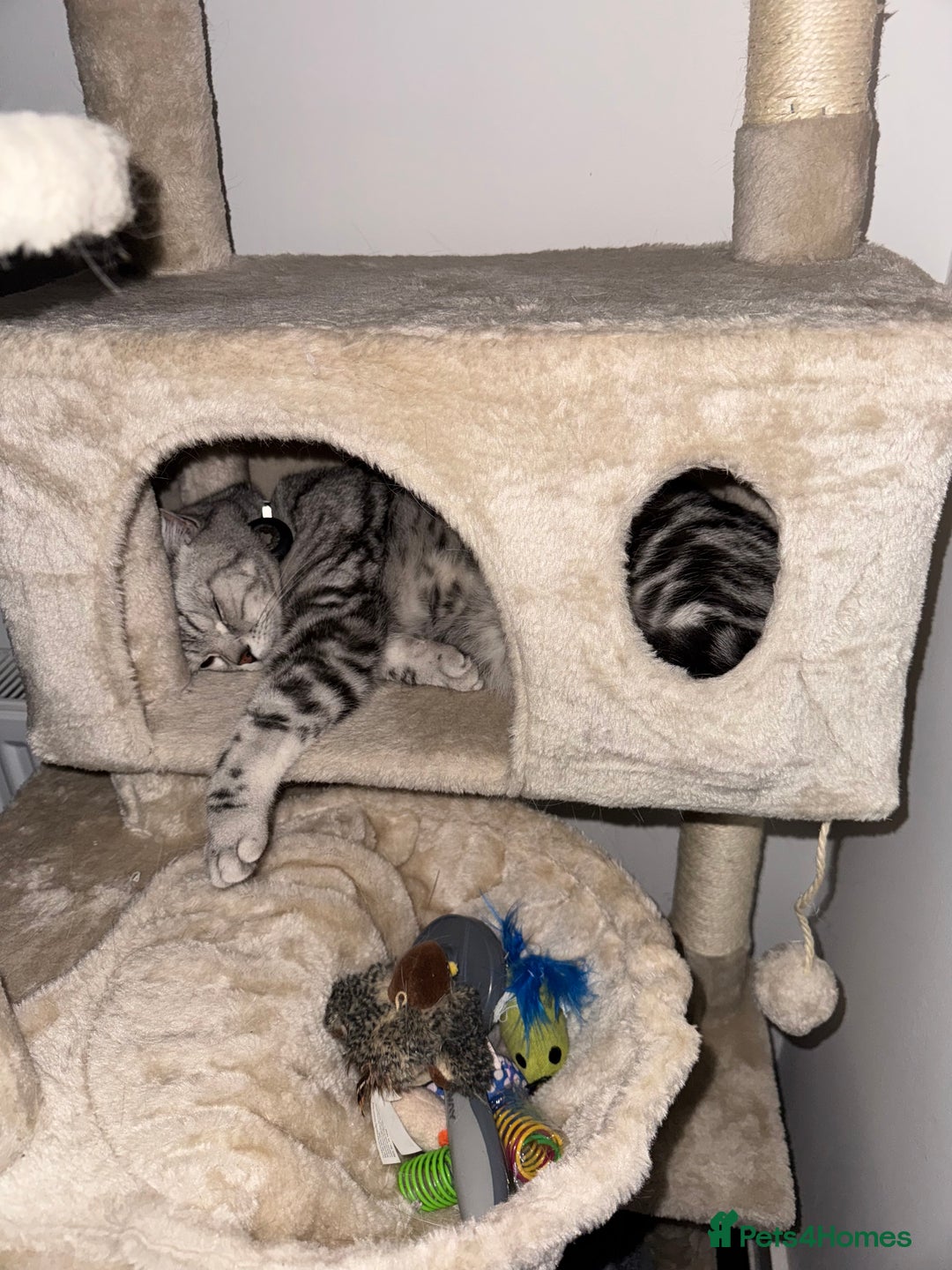 British Shorthair cats for sale: Silver Tabby British Shorthair - Image 2