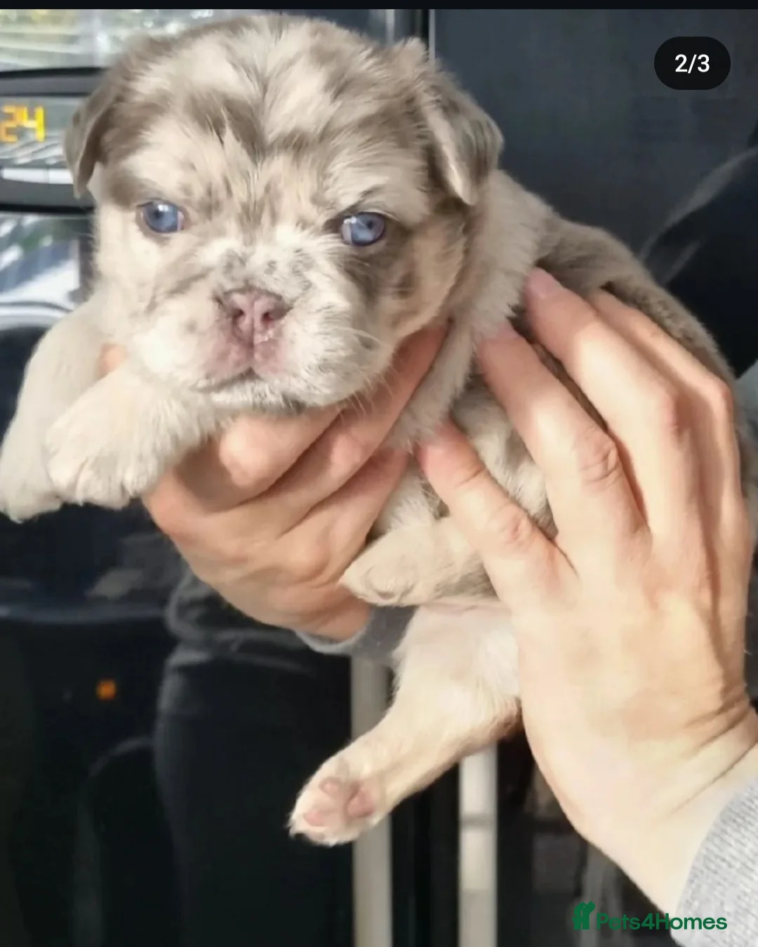 French Bulldog dogs for stud: CREED Fluffy Double Chocolate Merle £500 in South Ockendon - Advert 5