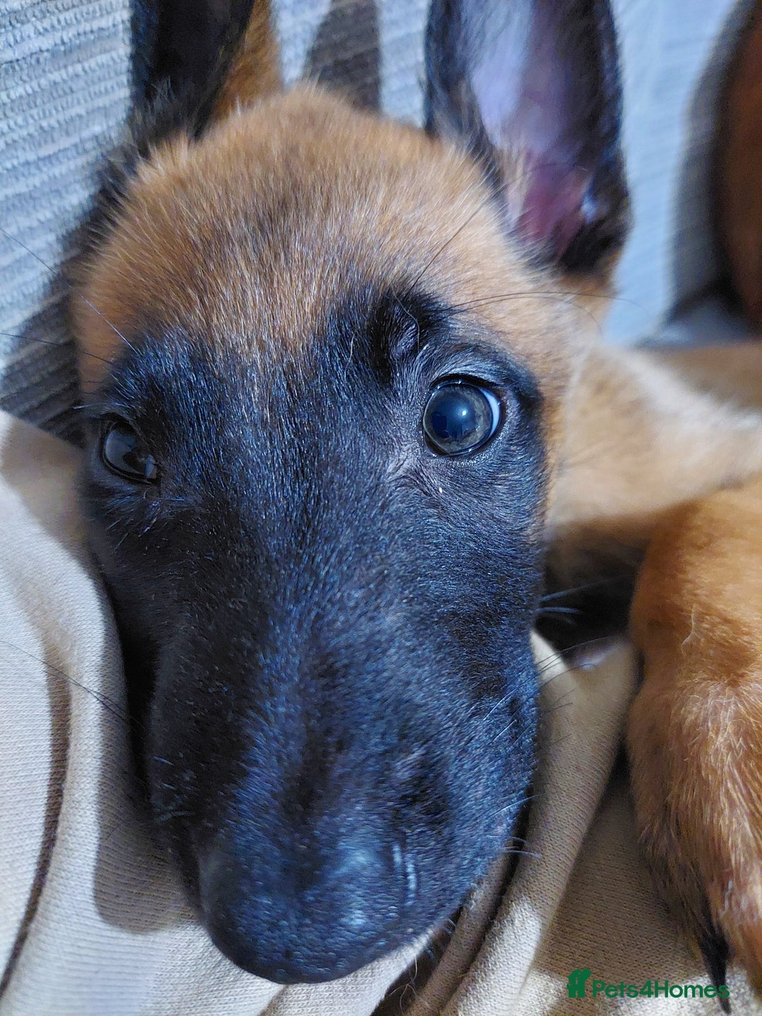 Belgian Shepherd Dog dogs for sale: Belgium malinois pups dad kc regged  - Advert 1