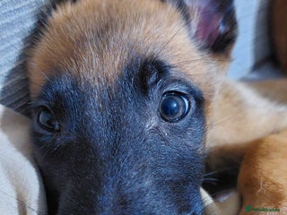 Belgian Shepherd Dog dogs for sale: Belgium malinois pups dad kc regged - Advert 1