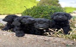 Cockapoo dogs for sale: F1 cockapoos - Image 8