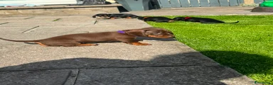Miniature Dachshund 2