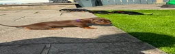 Miniature Dachshund dogs for sale: Gorgeous KC reg miniature dachshund puppies  - Advert 25