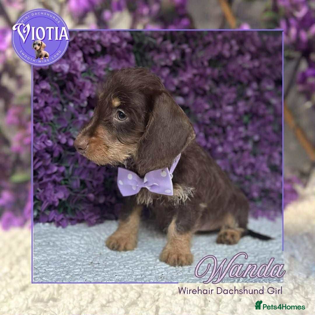 Miniature Dachshund dogs for sale: Beautiful miniature dachshunds ready now  - Image 7