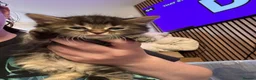 Mixed Breed cats for sale: Beautiful 7 kittens looking for forever homes - Advert 39