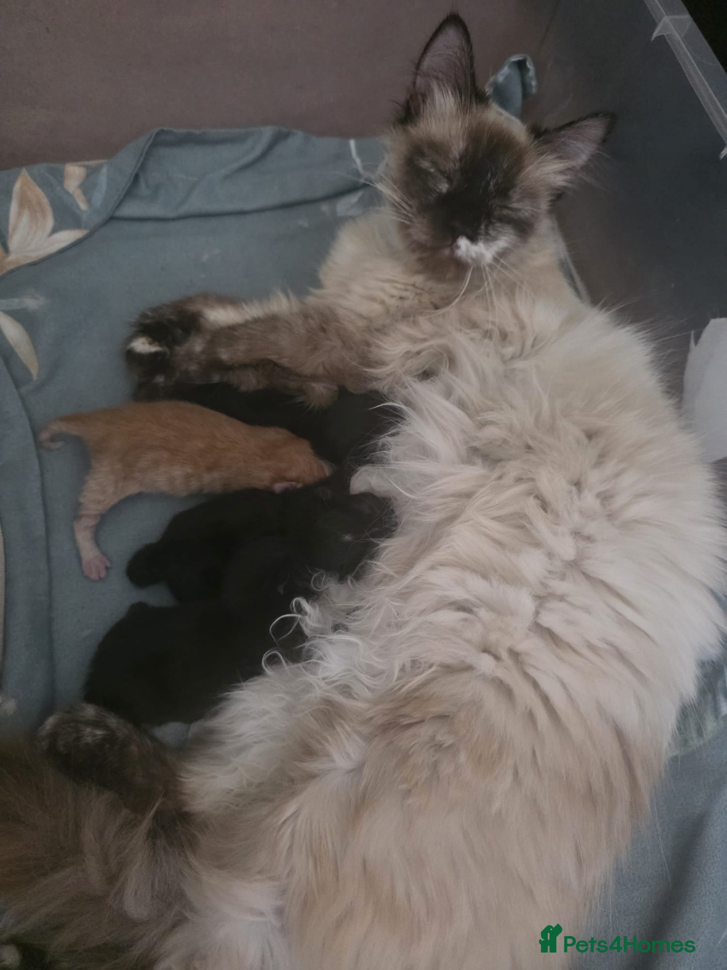 Mixed Breed cats for sale: Kittens looking for new home - Advert 4