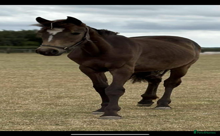 Irish Sports horses - Advert 1