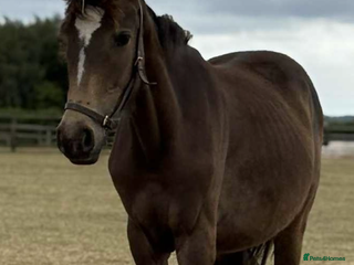 Irish Sports horses - Advert 25