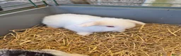Mini Lop rabbits for sale: I have 1 lovely white mini lop.ear bunny - Advert 3
