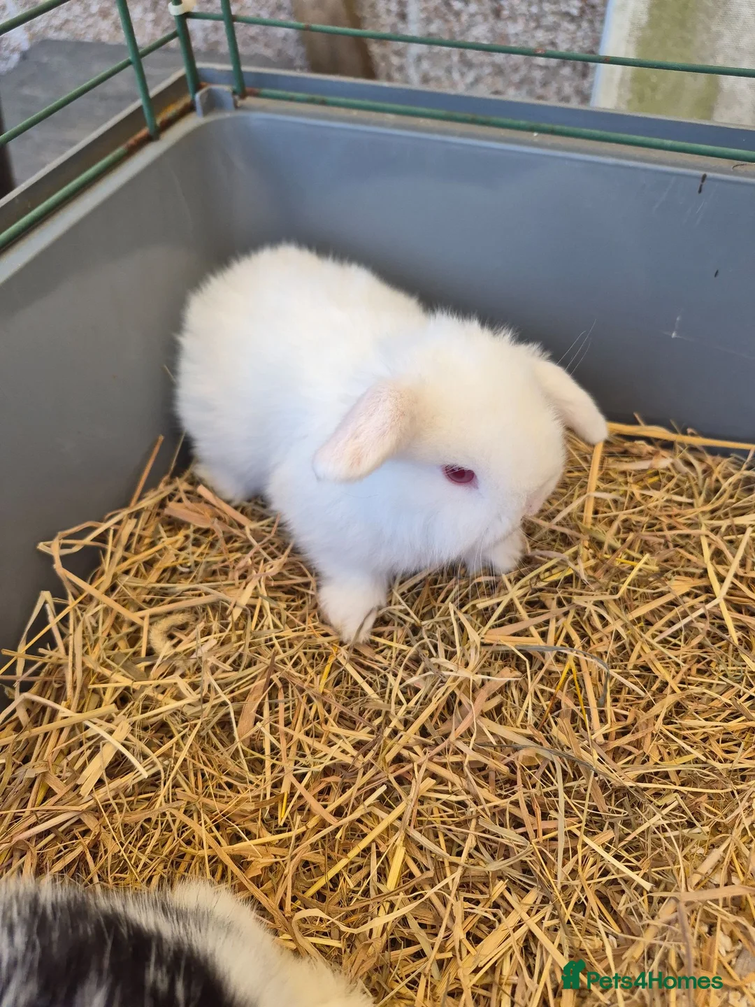 Mini Lop rabbits for sale: I have 1 lovely white mini lop.ear bunny - Advert 3