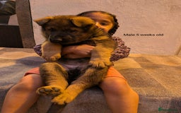 German Shepherd dogs for sale: Beautiful Excellent Health Chubby GSD puppies! - Image 4