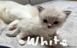 Ragdoll cats for sale: 5 beautiful and healthy Ragdoll kittens - Image 13