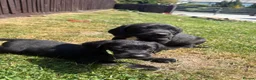 Springador dogs for sale: Springador Puppies🐶 in Corwen - Advert 12