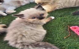 Ragdoll cats for sale: Beautiful ragdoll kittens 3 female left - Image 3