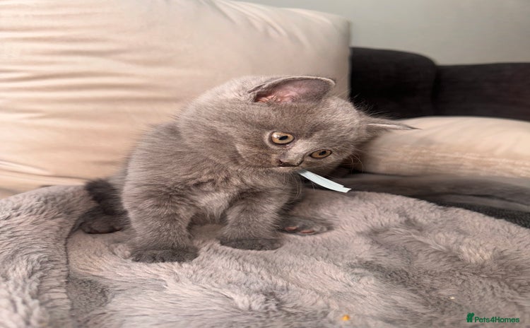 British Shorthair cats - Advert 11