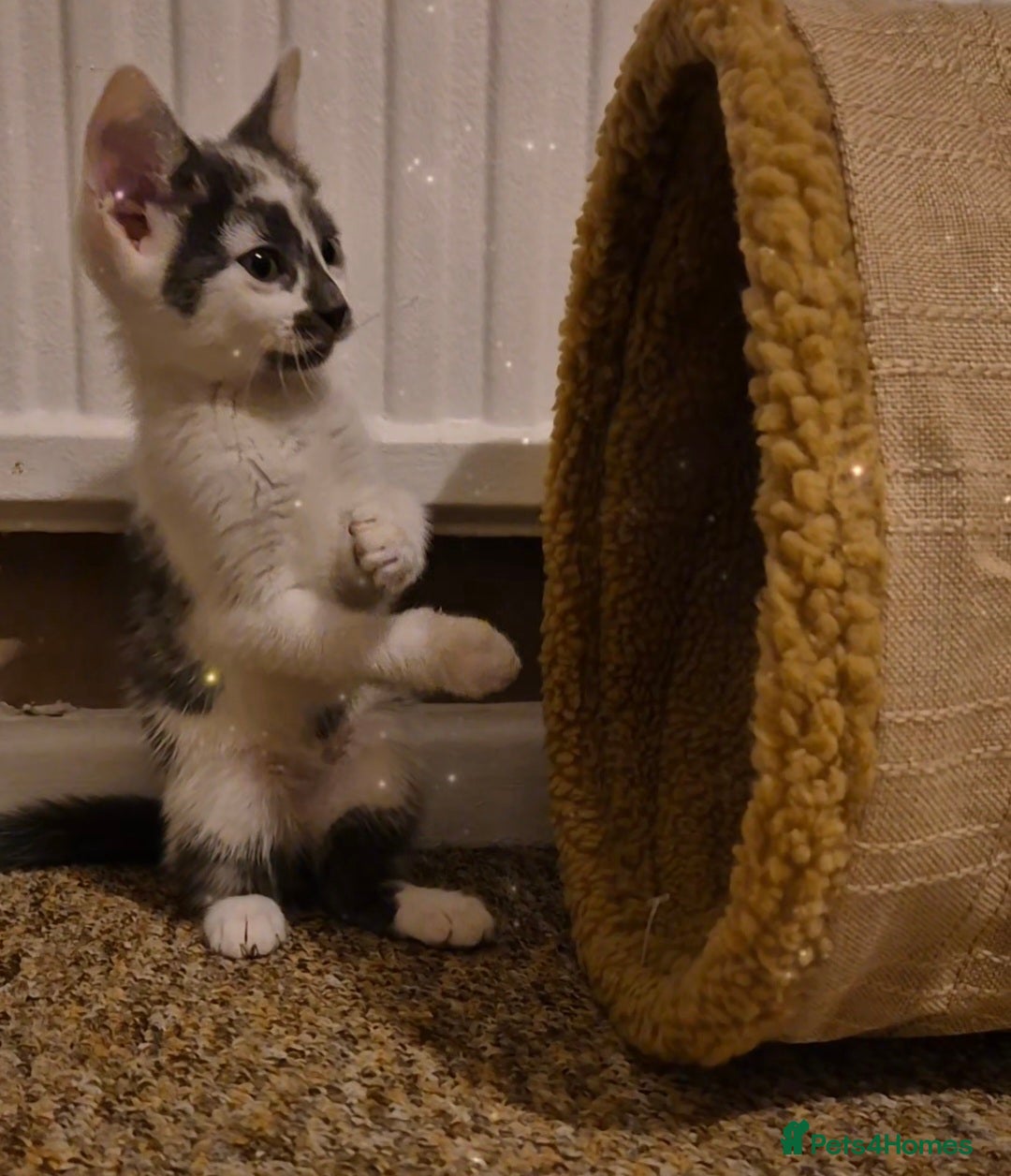 Ragdoll cats for sale: Ragdoll Cross Kitten  - Advert 3