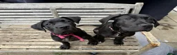 Cane Corso dogs for sale: COLLECT TDAYPure Breed CaneCorso Pups - Advert 6