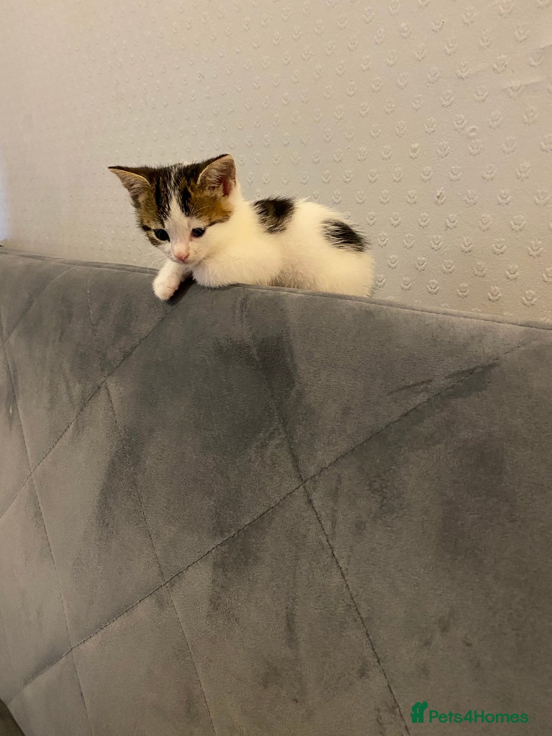 Mixed Breed cats for sale: 4mouths female kitten  - Image 1