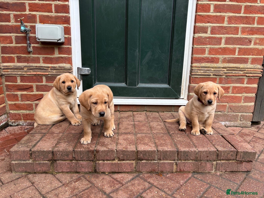 Labrador Retriever dogs for sale: Fox Red x yellow Labradors - Advert 11