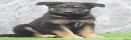 German Shepherd dogs for sale: KC Registered GSD Litter – 1 Male Available - Advert 11