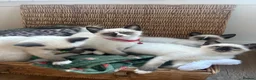 Ragamese cats for sale: Stunning Ragdoll x Thai Siamese - Advert 9