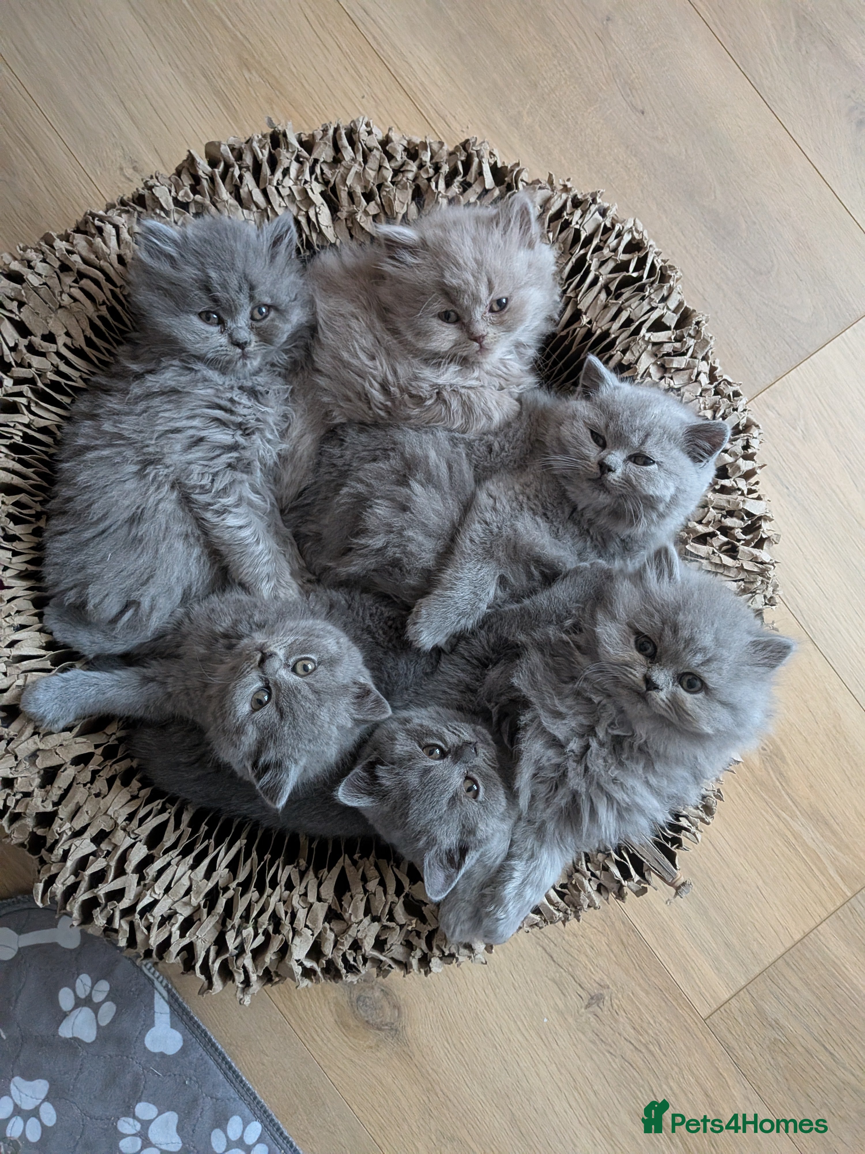 British Shorthair cats Beautiful British Shorthair kittens GCCF reg - Advert 11