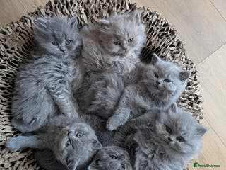 British Shorthair cats Beautiful British Shorthair kittens GCCF reg - Advert 14