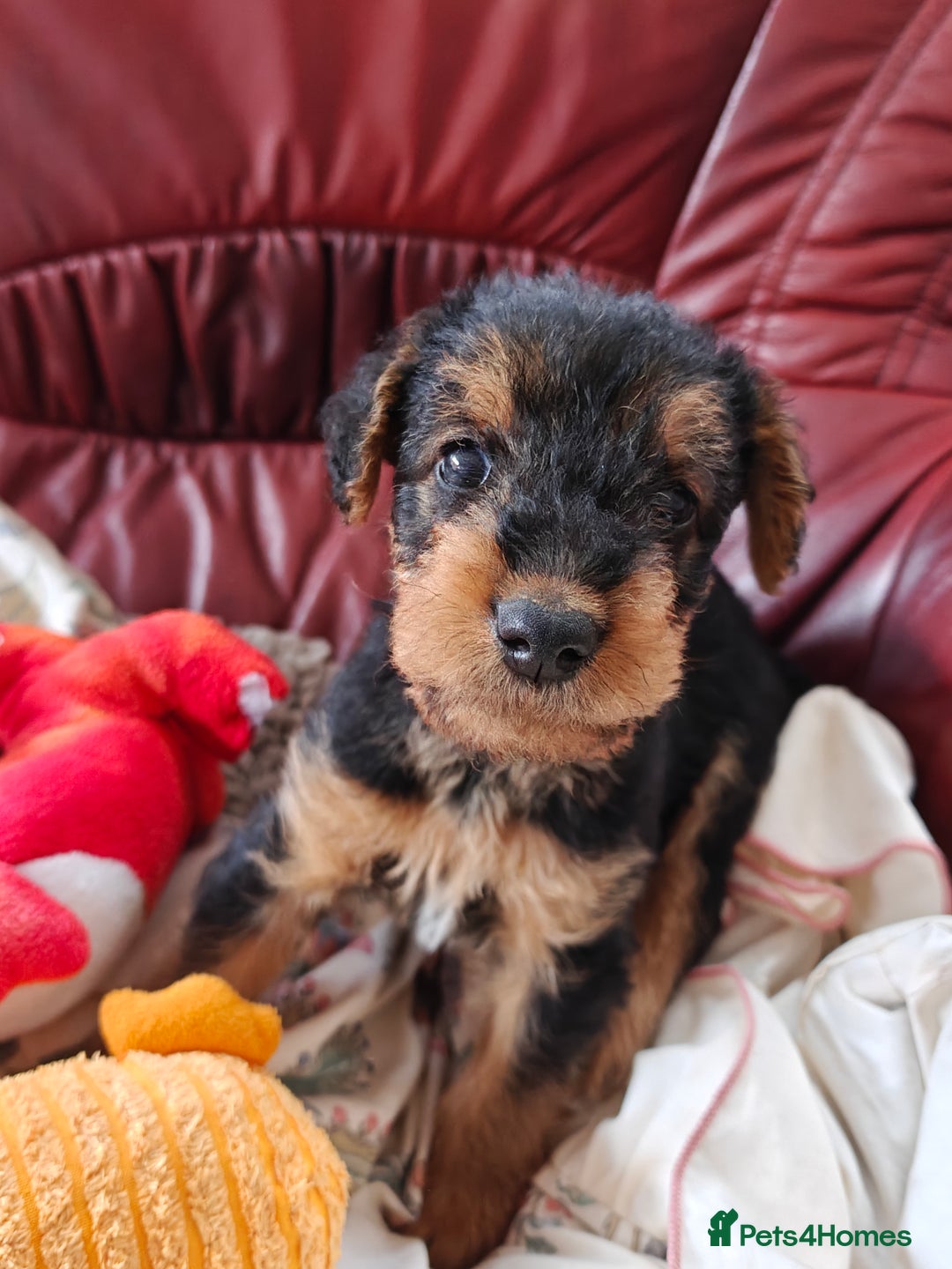 Airedale Terrier dogs for sale: Superb Airedale Terrier puppies Champion parents - Image 28