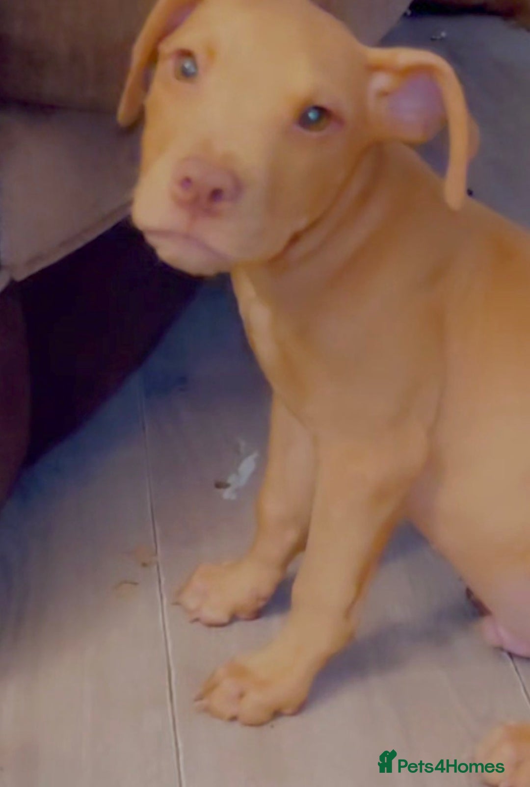 American Bull Staffy dogs for sale: Last 2 baby boys needing their forever home - Image 11