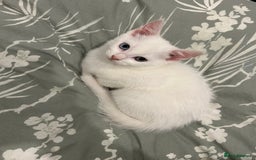 European cats for sale: Little kitten looking for a loving home - Image 5