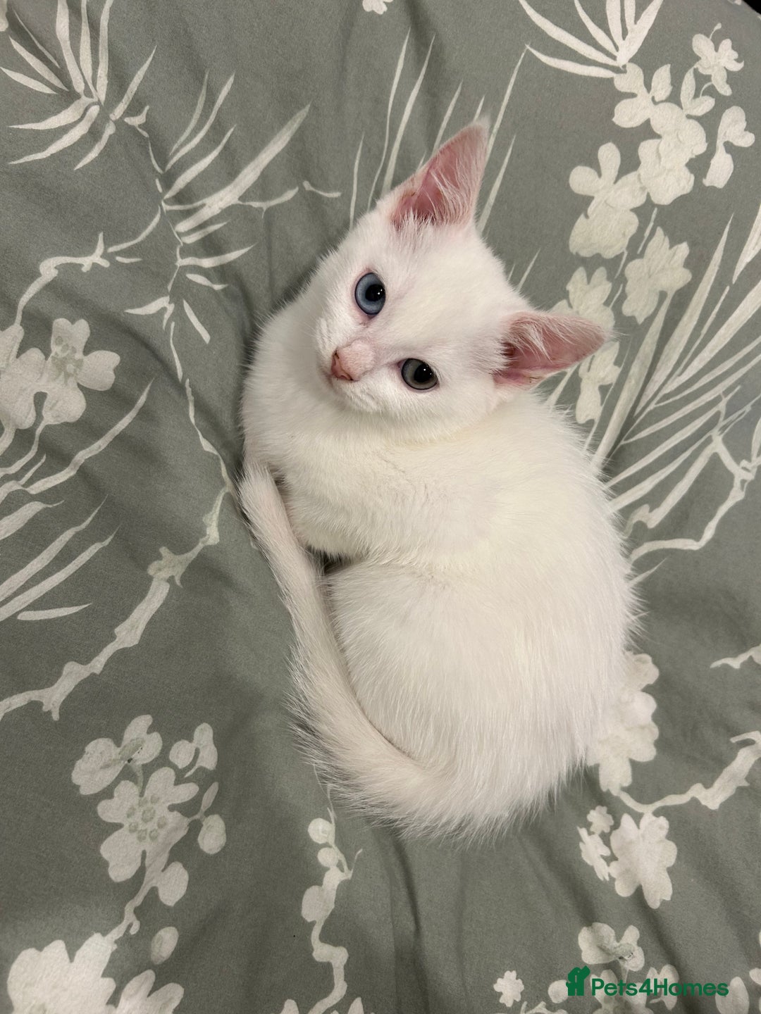 European cats for sale: Little kitten looking for a loving home - Image 5