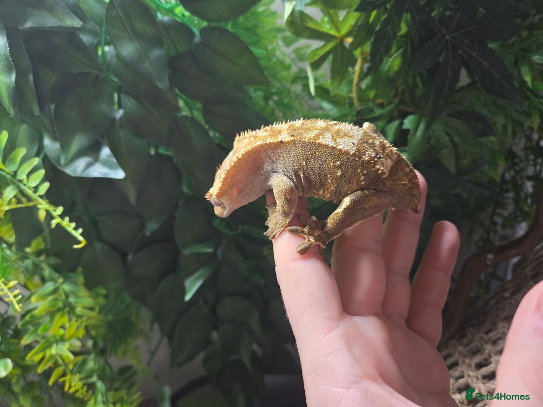 Gecko reptiles for sale: X1 Adult Female Crested Gecko left - Advert 2