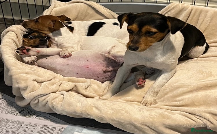 Jack Russell dogs - Advert 3