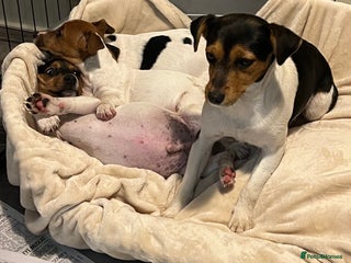 Jack Russell dogs - Advert 7