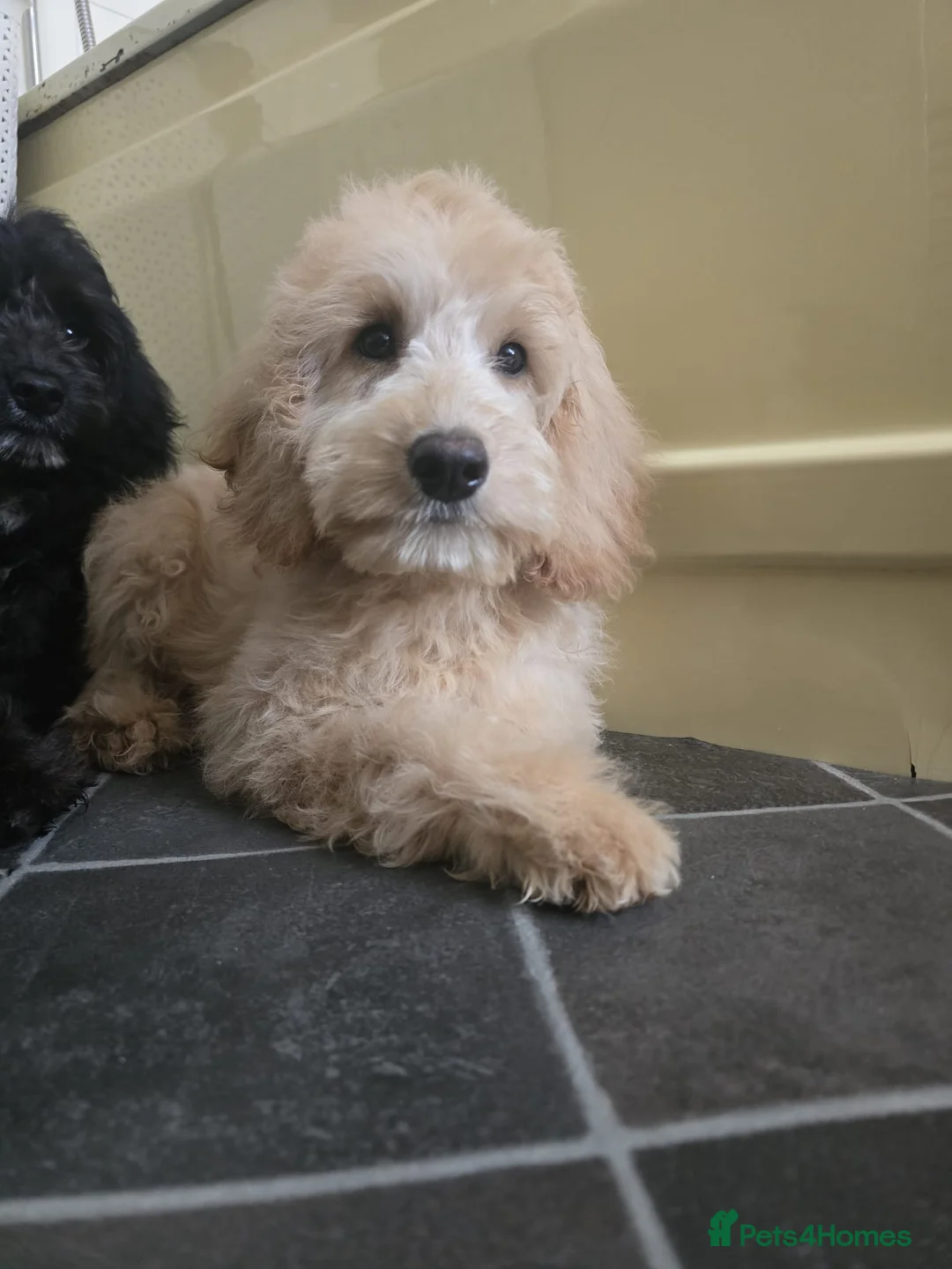 Goldendoodle dogs for sale: Goldendoodle Puppies  in Bolton - Advert 4